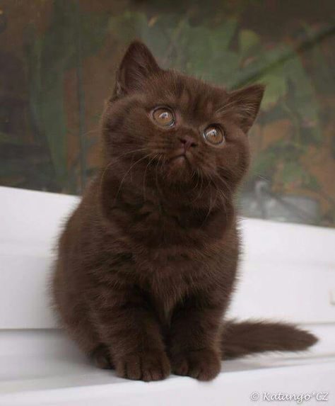 Brown Kitten, For Cats, The World, White