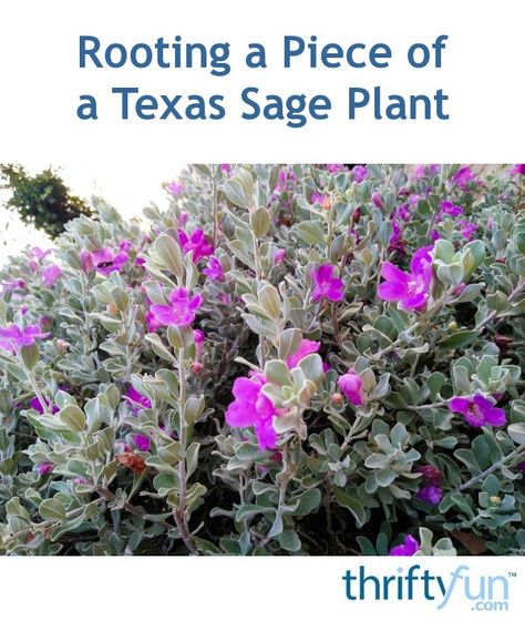 Many plants can be propagated by rooting cuttings. If you have a piece broken from your sage give it a try. Use a rooting hormone and the proper medium for this task. This is a guide about rooting a piece of a Texas sage plant. Texas Sage Bush Landscape, Texas Sage Companion Plants, Texas Sage Landscape, Texas Sage Bush, Texas Shrubs, Texas Backyard, Sage Bush, Texas Sage, Texas Landscaping