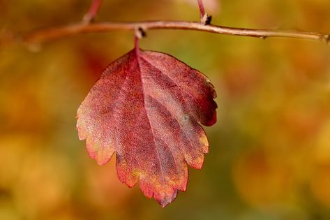 Hawthorn Leaf, Public Domain Images, Children Illustration, Free Pictures, Free Photo, Free Photos, Free Images, Autumn Leaves, Stock Images Free