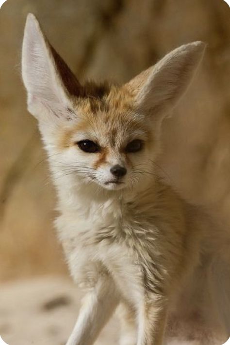 Fennec Fox Reference, Fenec Foxes, Fennec Fox Pet, Cute Fennec, Tattoo Nature, Animals Tattoo, Desert Fox, Foxes Photography, Fennec Fox