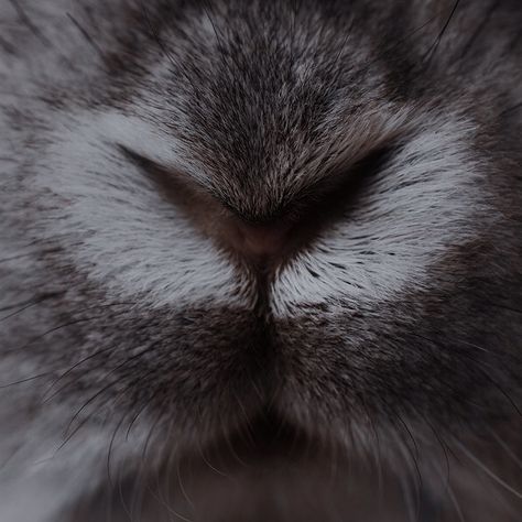 Hare Aesthetic Dark, Beastmaster Aesthetic, Bunnymund Aesthetic, Bunny Symbolism, Watership Down Aesthetic, Jackalope Aesthetic, Rabbit Aesthetic Dark, Rise Of The Guardians Aesthetic, Hare Aesthetic