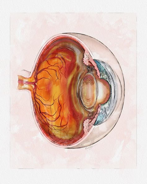 The Page Of Eyes | Eyeball Cross-Section Eye Anatomy Art #eye #eyes #anatomyart #eyeball #opthalmologist #opthalmology #oculista #oftalmologista… | Instagram Eye Anatomy Drawing Medical, Eyes Biology, Eyeball Diagram, Eye Anatomy Drawing, Eye Ball Drawing, Eye Anatomy Diagram, Eye Anatomy Art, Eye Doctor Office, Ophthalmology Art