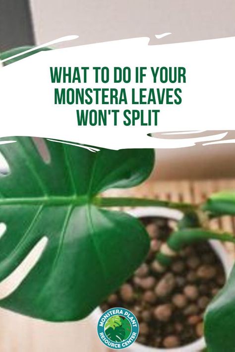 Wondering why your monstera leaves won't split? Click to read up why this happens and what you can do to help your monstera leaves split. #monstera Monstera Types, Monstera Split Leaf, Monstera Deliciosa Care, Houseplant Tips, Monstera Plant Care, Common Garden Plants, Indoor Hydroponics, Low Light House Plants, Types Of Houseplants