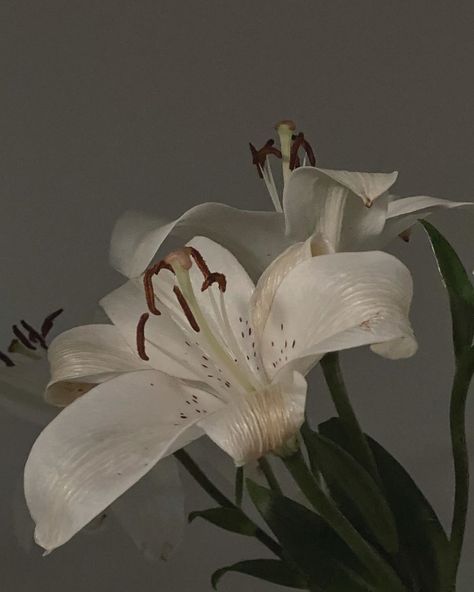 .Gℯmary’s Instagram profile post: “Gloomy day” White Flowers, Vase, Water, Flowers, Green, On Instagram, White, Instagram