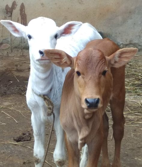 Desi Cow. Gau Mata. Calf Cute Fluffy Cow, Cow Fluffy, Desi Cow, Fluffy Cow, Cow Cute, Fluffy Cows, Cow Pictures, Animal Print Wallpaper