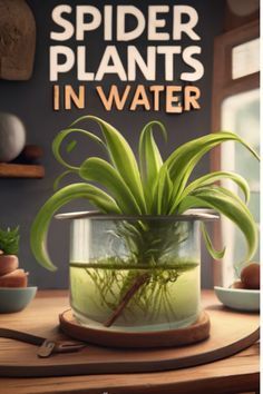 Ready to embrace 🌱 Growing Spider Plants in Water 💧? Dive into our latest guide and transform your living space into a green haven. Growing Spider Plants In Water, Spider Plant Decor, Spider Plants In Water, Spider Plant In Water, Mason Jar Plants, Spider Plant Care, Spider Flower, Plants Grown In Water, Gardening Indoors