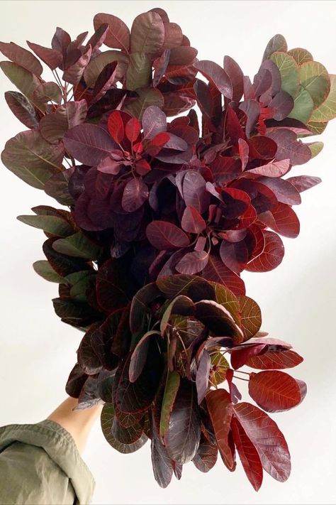 Burgundy Foliage, Individual Flowers, Flower Varieties, Flower Colors, Flower Guide, Fall Events, Burgundy Flowers, Spray Roses, Fig Tree