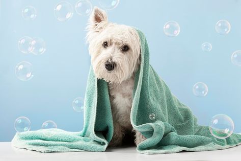 Premium Photo | Cute west highland white terrier dog after bath dog wrapped in towel pet grooming concept copy space place for text Dog Bathroom, Dog Spa, Dog Wrap, Pet Spa, Dog Enrichment, Dog Photoshoot, Search By Image, Cheap Dogs, Dog Wash