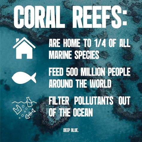 Coral Reef Ecology, Ocean Conservation, The Rainforest, Climate Action, Coral Reefs, Coral Reef, Marine Life, Ecology, Scientists