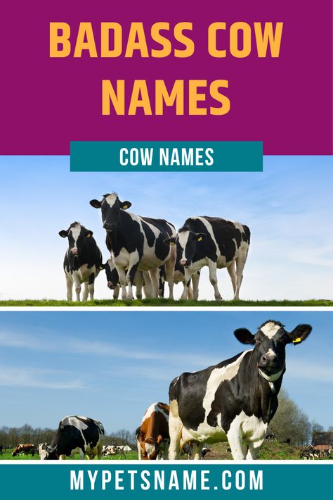 Do you think your otherwise naive and noble cow can rule the roost when needed? Why not name her 'Eloise', meaning 'one who is famous in battle'. Check out other such badass cow names in our list. Cute Cow Names Calves, Miniture Cows, Dairy Cow Breeds, Male Cow, Raising Cows, Cool Pet Names, Showing Cattle, Female Cow, Cow Names