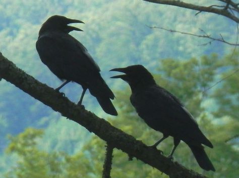 Coolest Animals, Two Crows, Crow Photos, The Moon Tonight, Facts About Animals, Blackbird Singing, Quoth The Raven, Steampunk Crafts, A Crow