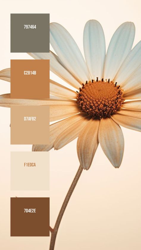 Colors:
797464
C2814B
D7AF82
F1E0CA
7D4E2E Creamy Yellow Color Palette, 4 Colour Palette Color Combos, Sun Colour Palette, Pale Yellow Color Palette, Light Yellow Color Palette, Daisy Color Palette, Earth Colour Palette, Interior Wall Colors, Color Theory Art