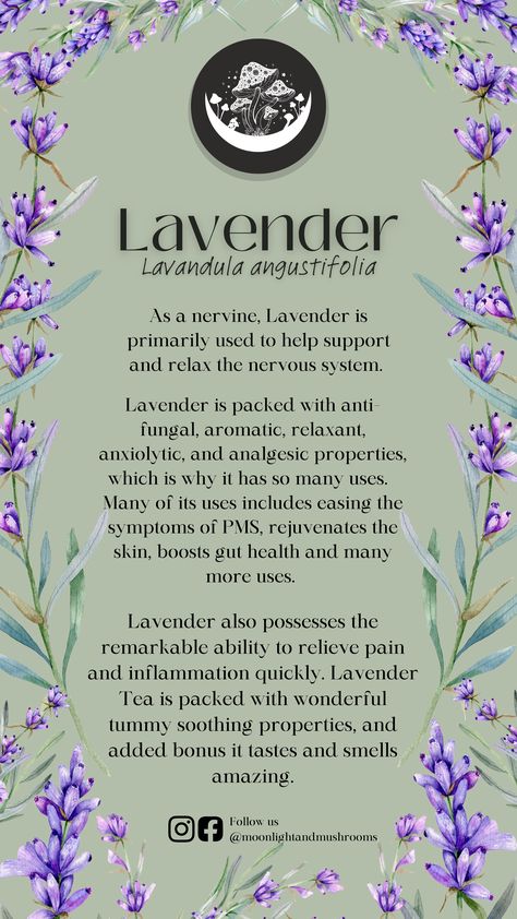 Lavender Plant Meaning, Lavender Herb Uses, Lavender Tea Benefits, Lavender Health Benefits, Herbalist Witch, Herbal Nutrition, Apothecary Garden, Benefits Of Lavender, Herb Plants