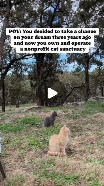 Cat Sanctuary, Senior Cat, Dreams Do Come True, Link In Bio, Dreaming Of You, Texas, Instagram