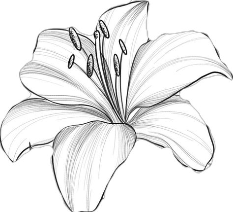 #tattoo #tattoos #flowers #flowertattoo #littletattoos #smalltattoos #ink #prettytattoos #floraltattoos Color Lilly Tattoo, Lillies Drawings, Lily Tattoo Stencil, Waterlily Tattoos, Lilly Flower Drawing, Tatoos Design, Lilly Tattoo Design, Lilly Flower Tattoo, Barn Drawing