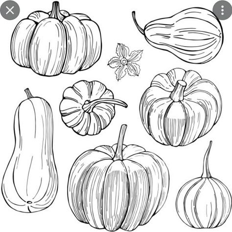 Pumpkin Drawing Art, Squash Drawing, Fall Sketches, Pumpkin Drawing Ideas, Pumpkin Sketch, Pumpkin Tattoo, Pomegranate Art, House Plans With Pictures, Fall Drawings