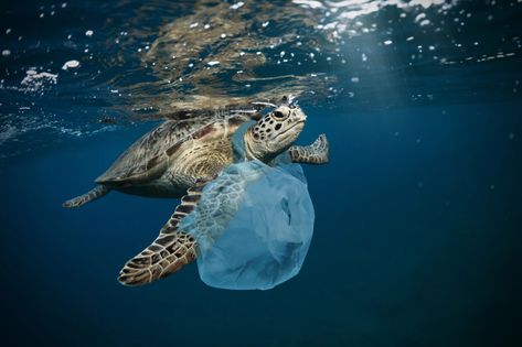 Marine Pollution, Environmental Pollution, Endangered Animals, Plastic Pollution, A Turtle, Sea Birds, Sea Animals, Marine Life, Sea Turtle