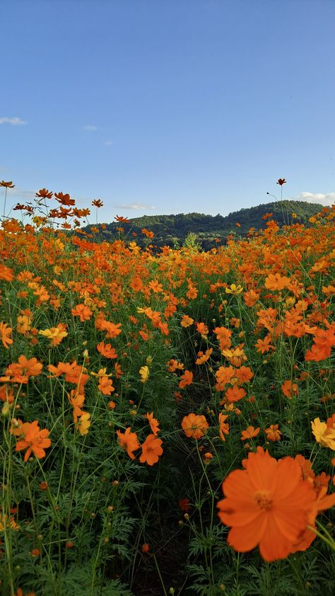 Wild Flowers Aesthetic, Orange Flower Field, Flower Field Aesthetic, Field Aesthetic, Nature Reference, Soft Flowers, Aesthetic Orange, Rain Art, Flowers Aesthetic