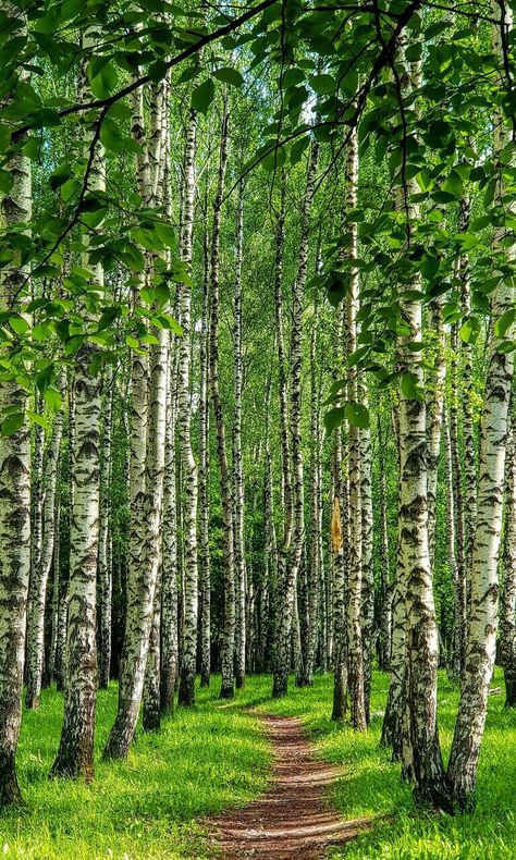 Grove Aesthetic, Aspen Grove, Birch Tree Art, Forest Grove, Beautiful Roads, Mystical Forest, Beautiful Art Pictures, Aspen Trees, Winter Scenery