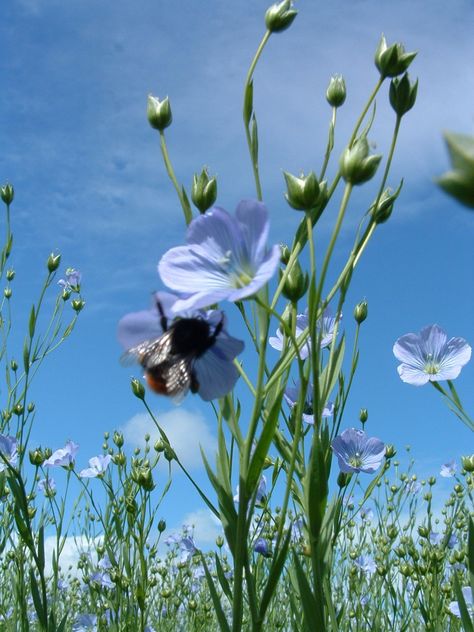 The flax plant (used for the production of linen fibres). Landscaping Water Feature, Urban Backyard, Backyard Garden Diy, Flax Flowers, Backyard Garden Landscape, Deco Nature, Flax Plant, Backyard Garden Design, Easy Garden