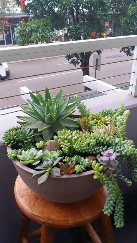 Succulent Bowls, Succulent Garden Indoor, Porch Plants, Succulent Garden Design, Potted Plants Outdoor, Succulent Landscaping, Succulent Garden Diy, Balcony Plants, Hanging Succulents