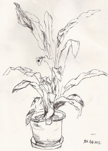 sketch a plant in ICBC Plants Sketch, Plant Sketches, 심플한 그림, Plant Drawing, Arte Inspo, Arte Sketchbook, Sketch Inspiration, A Pencil, Pen Art