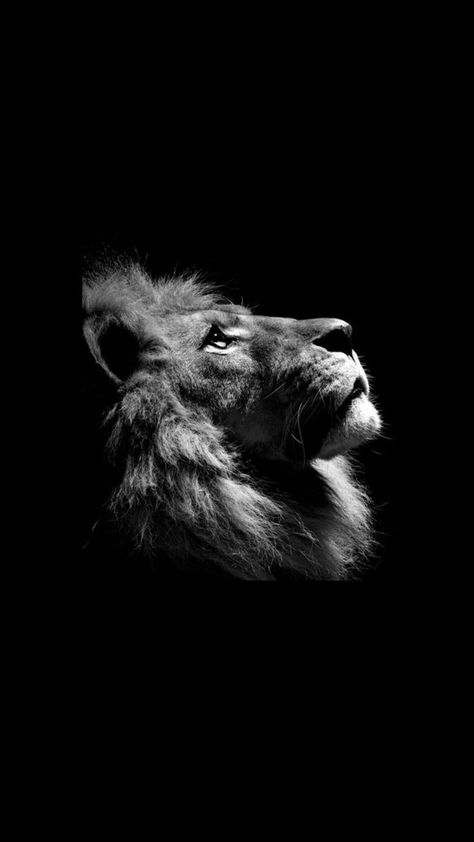 Lion Profile, Black And White Lion, Lion Photography, Eagle Wallpaper, Spiritual Paintings, Lions Photos, Space Phone Wallpaper, Lion Wallpaper, Black Lion