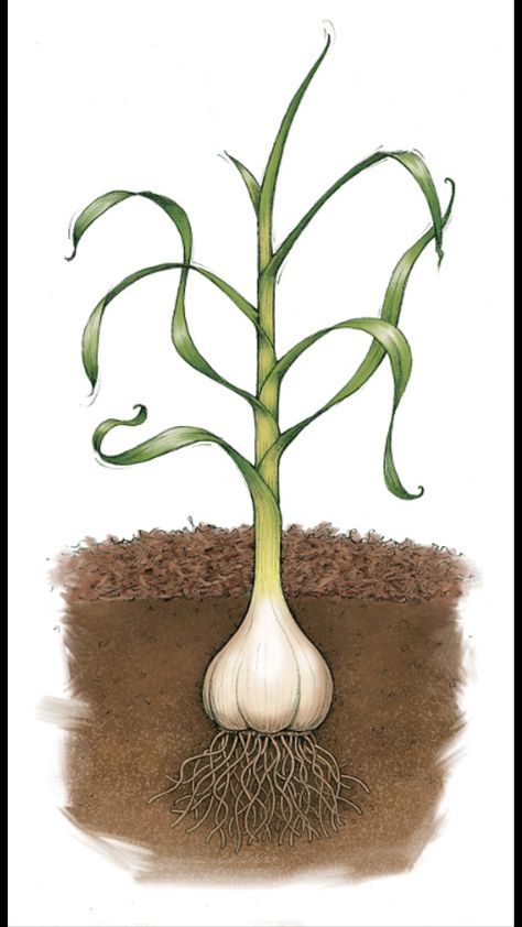 Growing Garlic:  Till the garden in the late fall, right before the ground gets cold for winter. Fig each hole 4-5" deep. Put a bit of green sand, kelp meal, and bone meal in each hole. Add the upright garlic cloves. Cover with dirt and at least 6" of mulch.  Garlic is a one-day investment -- today! It doesn't have to be weeded or anything until it's dug up next year in the late summer. Garlic Plant, Garlic Growing, Houseplant Tips, Plant Garlic, Garlic Bulbs, Raised Vegetable Gardens, Vegetable Pictures, Growing Garlic, Plant Growing