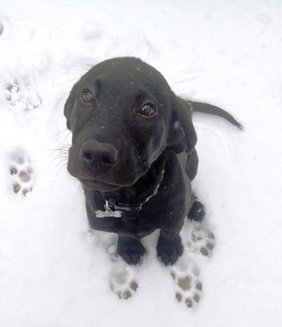 Black Lab Merry CHRISTmas!!! Labrador Puppies, Black Lab Puppies, Popular Dog Breeds, Labrador Retriever Puppies, Most Popular Dog Breeds, Labrador Retrievers, Lab Puppies, Labrador Puppy, Black Lab