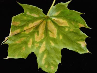 Verticillium Wilt - A Serious Disease of Trees and Shrubs | News Verticillium Wilt, Cherry Plum, Plants Leaves, Maple Tree, All About Plants, Trees And Shrubs, Maple Leaf, Iowa, Disease