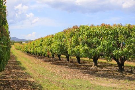 Growing Mango From Seed, Mango Farm, Oak Kitchen Table, Mango Flower, Cue Card, Fruit Bearing Trees, Grow Avocado, Fruit Icons, Avocado Seed