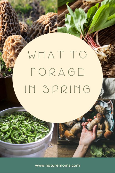 Food Foraging, Wild Foraging, Wild Food Foraging, Foraging Recipes, Edible Wild Plants, Foraged Food, Spring Hiking, Edible Mushrooms, Wild Edibles