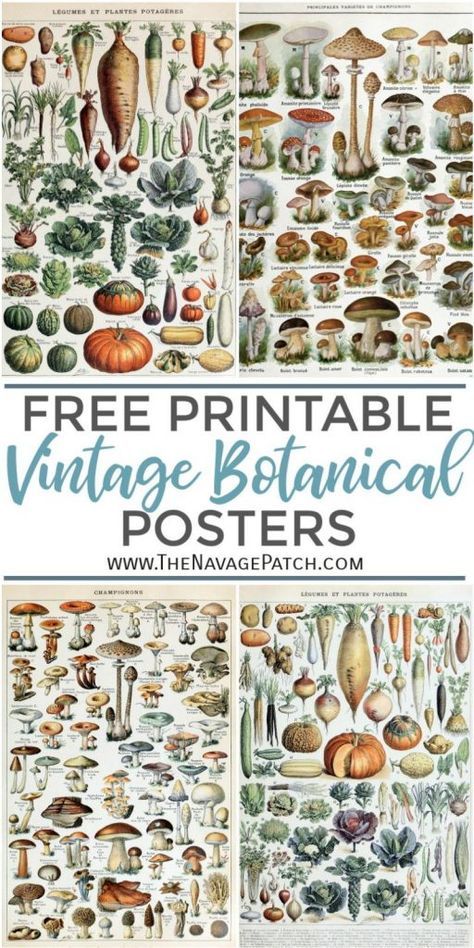 Free Printable Vintage Botanical Prints TheNavagePatch.com  if you don’t have a large format printer like Canon i8720 Printer (prints up to 13×19 inches) and are wondering the best place to get these printables printed bigger than 8×12, we recommend trying Staples in your area or Amazon print shop. Both stores offer custom-sized prints on matte or glossy paper and they both cost about the same. Staples also offers Engineering Prints, which are really affordable for large-format prints, but in so Vegetable Drawings, Encyclopedia Illustration, Botanical Prints Free, Vintage Encyclopedia, Botanical Posters, Vegetable Drawing, Adolphe Millot, Scrapbook Vintage, Free Vintage Printables