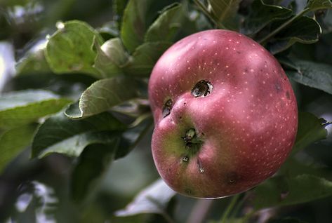 A Smile a Day | Keeps the Dr. away Or an apple....=-) Have a… | Flickr Weird Fruit, Things With Faces, Funny Vegetables, Strange Fruit, Weird Plants, Funny Fruit, Weird Food, 웃긴 사진, Fruit And Veg