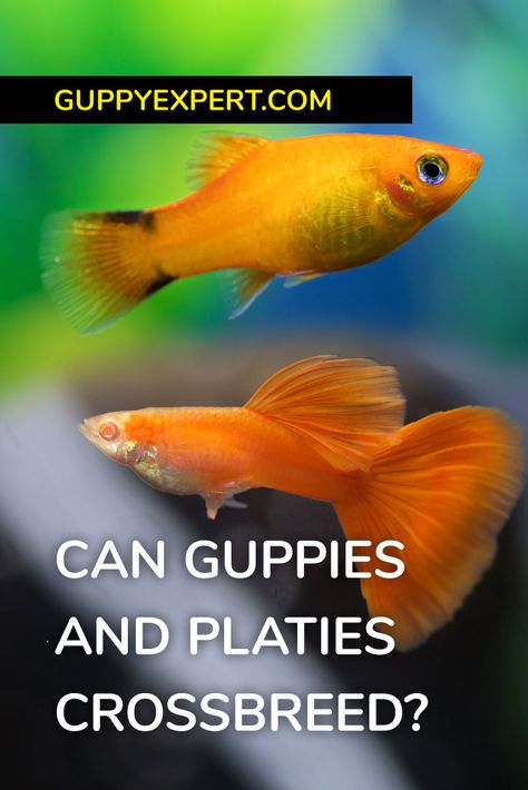 Often, I get this question: can guppies breed with platys? So, I’ve decided to write an article on this topic, because many people are interested on this topic.  Guppies and platies are two different families. Guppies are from the Poeciliidae family, while platies are from the Xiphophorus.  This means, guppies and platies can’t crossbreed, so no matter how hard you would like to have a guppy platy hybrid, it is impossible. Guppy Breeding, Platy Fish, Tropical Freshwater Fish, Guppy Fish, Aquatic Creatures, Fish Breeding, Freshwater Fish, An Article, Aquariums