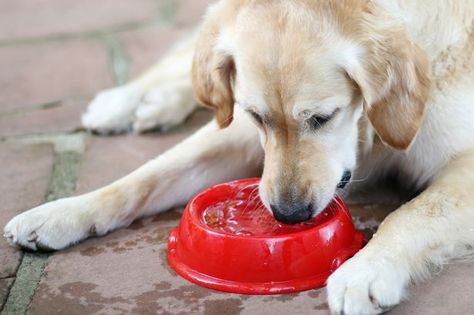 Common dog bowl cleaning mistake that could make you ill as well as your pet - Mirror Online Most Expensive Dog, Expensive Dogs, Kidney Diet, Skin Allergies, Homemade Dog Food, Homemade Dog, Senior Dog, Ice Cubes, Pet Health