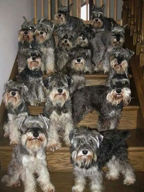 23 Reasons Why You Should Never Own Schnauzers - The Paws Schnauzer Grooming, Schnauzer Art, Mini Schnauzer Puppies, Miniature Schnauzer Puppies, Giant Schnauzer, Schnauzer Puppy, Animal References, Schnauzer Dogs, Mini Schnauzer