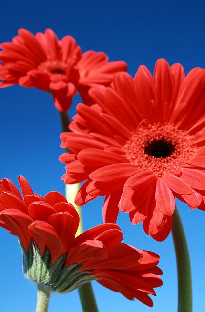 Wisper April Birth Flower, Sunflowers And Daisies, Red Daisy, Flowery Wallpaper, Gerbera Daisy, Flower Phone Wallpaper, Good Morning Flowers, Flower Beauty, Amazing Flowers