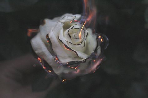 It’s not an invitation to gluttonize yourself into a false sense of security. Rose On Fire, Burning Flowers, Burning Rose, Fire Photography, Lose Your Mind, Dark Beauty, Sciatica, Download Free Images, Twin Flame