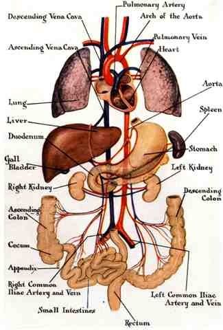 Are your organs communicating? Are your organs friends? How well do your organs know each other?  You can measure this, you know.  Let's also increase communication between organs and the heart center. In health and wellness, “inner cooperation” is the goal. In our psyche, this points to Theta and Delta frequencies, where our cells know how to be healthy; at least, until we allowed-created-promoted disturbance. Read More here: http://goo.gl/tcTtzp Human Organ Diagram, Human Body Organs Anatomy, Body Organs Diagram, Body Anatomy Organs, Organ Anatomy, Human Anatomy Picture, Human Anatomy Chart, Human Body Diagram, Human Body Vocabulary