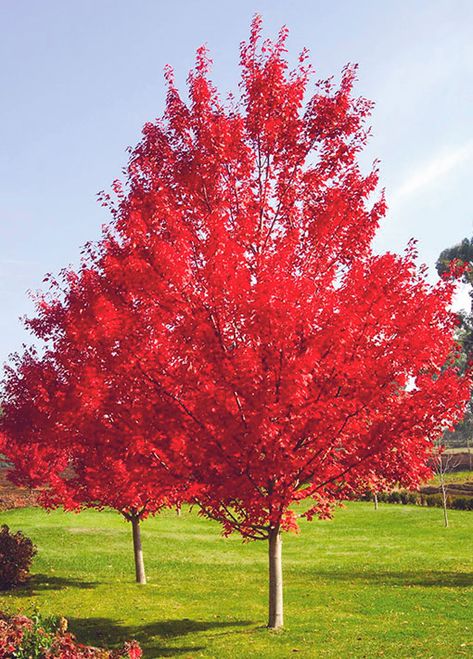 October Glory Maple, Red Sunset Maple, Maple Tree Seeds, Autumn Blaze Maple, Red Maple Tree, American Continent, Fast Growing Trees, Red Maple, Tree Seeds