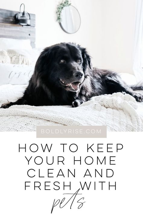 It doesn't have to be difficult keeping your home clean and fresh with pets! Even when they track in mud, shed everywhere, and have the weirdest smells, these tips and tricks will help you maintain a clean and fresh home. Homemaking | living with pets | Cleaning with pets | clean home habits Cleaning With Pets, Home Habits, Pet Supplies Organization, Living With Dogs, Pet Smell, House Smell Good, My Own Home, Dog Smells, Dog Cleaning