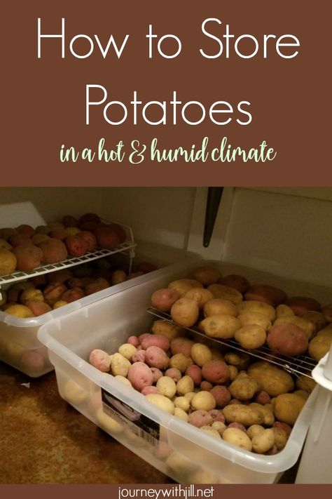 If you are a beginning gardener who has just harvested potatoes, you may be wondering how to store them. In this post, I share how to store potatoes in a hot and humid climate, even if you don't have a root cellar. Root Cellar Storage, Grow Potatoes In Container, Container Potatoes, Cellar Ideas, Potato Storage, Growing Sweet Potatoes, Preserving Foods, Storing Vegetables, How To Store Potatoes