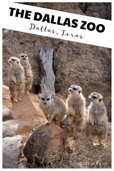 Plan a trip to the Dallas Zoo! | Teaspoon of Nose Texas Travel Weekend Getaways, Dallas Activities, Dallas Things To Do, Penguin Day, Dallas Zoo, Visit Dallas, Kid Friendly Activities, Us Travel Destinations, Family Vacation Destinations