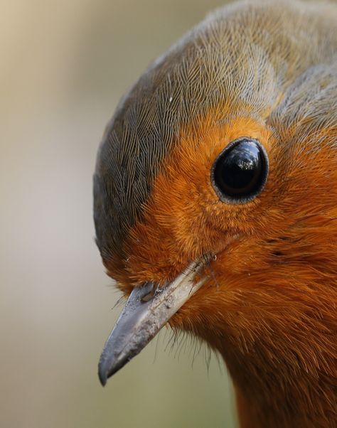 Very close Robin     -      Ledsham, England, UK    -    2014      -       bojangles_1953       -       https://www.flickr.com/photos/51817993@N02/12077906446/in/photostream/   bojangles_1953      - European Robin, Robin Redbreast, Kinds Of Birds, Robin Bird, Pretty Birds, Bird Photo, Colorful Birds, For The Birds, Bird Garden