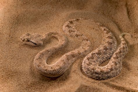 An Arabian horned viper digs itself into the desert sands of the United Arab Emirates in this National Geographic Your Shot Photo of the Day. Horned Viper, Daena Targaryen, Desert Aesthetic, Desert Animals, Desert Life, Shot Photo, Desert Sand, Photo Of The Day, Arabian Nights