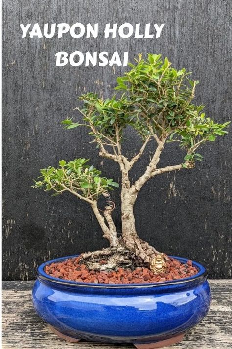 Yaupon Holly Bonsai: Characterized by small, leathery leaves and red berries, it adds evergreen elegance to bonsai collections with a compact, dense growth habit. Enthusiasts appreciate its adaptability, resilience, and cultural significance in traditional landscapes. Dive into our expert guide on Yaupon Holly Bonsai, where each page is a journey into shaping, care, and uncovering the symbolic beauty of this versatile bonsai. Photo Credit: @bonsai_adventure Yaupon Holly, Bonsai Design, Green Oval, Traditional Landscape, Red Berries, A Tree, Dark Green, Native American, Canning