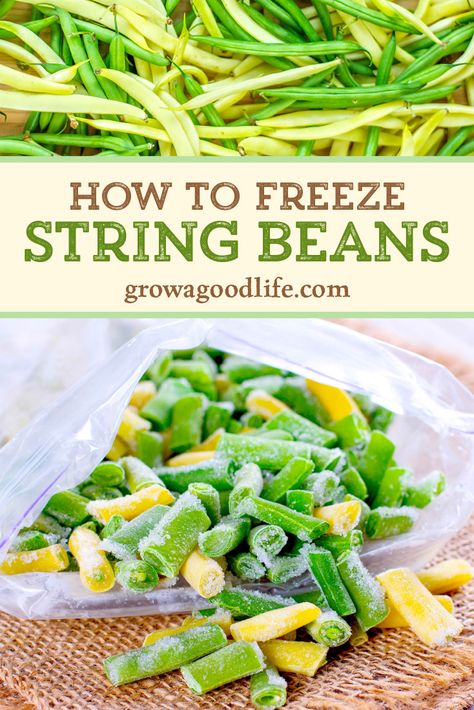 Freezing string beans is a great way to preserve them for future meals. You don't even need any special equipment. Learn how to freeze string beans with or without blanching using basic supplies that you already have in your kitchen. How To Freeze Yellow Beans, Preserving Beans, String Bean Recipes, Freezing Veggies, Freeze Beans, Freezing Vegetables, Wax Beans, String Beans, String Bean