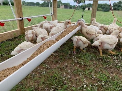 Chicken Tractor Watering System, Chicken Feeding System, Chicken Feeding Trough, Chicken Feed Trough, Chicken Tractor Ideas, Chicken Trough, Chicken Nests, Barnyard Chickens, Farming 101