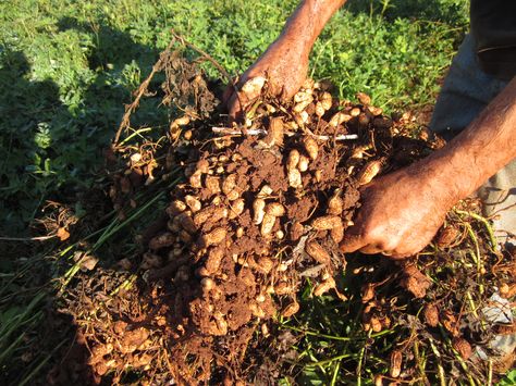 harvesting peanuts Growing Peanuts, Peanut Tree, Victory Garden, Bonsai Garden, Garden Irrigation, Organic Skin, Growing Tree, All About Plants, Bonsai Tree